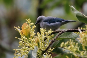 Birding Medellin with expert bird-watcher (Private)