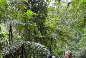 Birding Medellin with expert bird-watcher (Private)