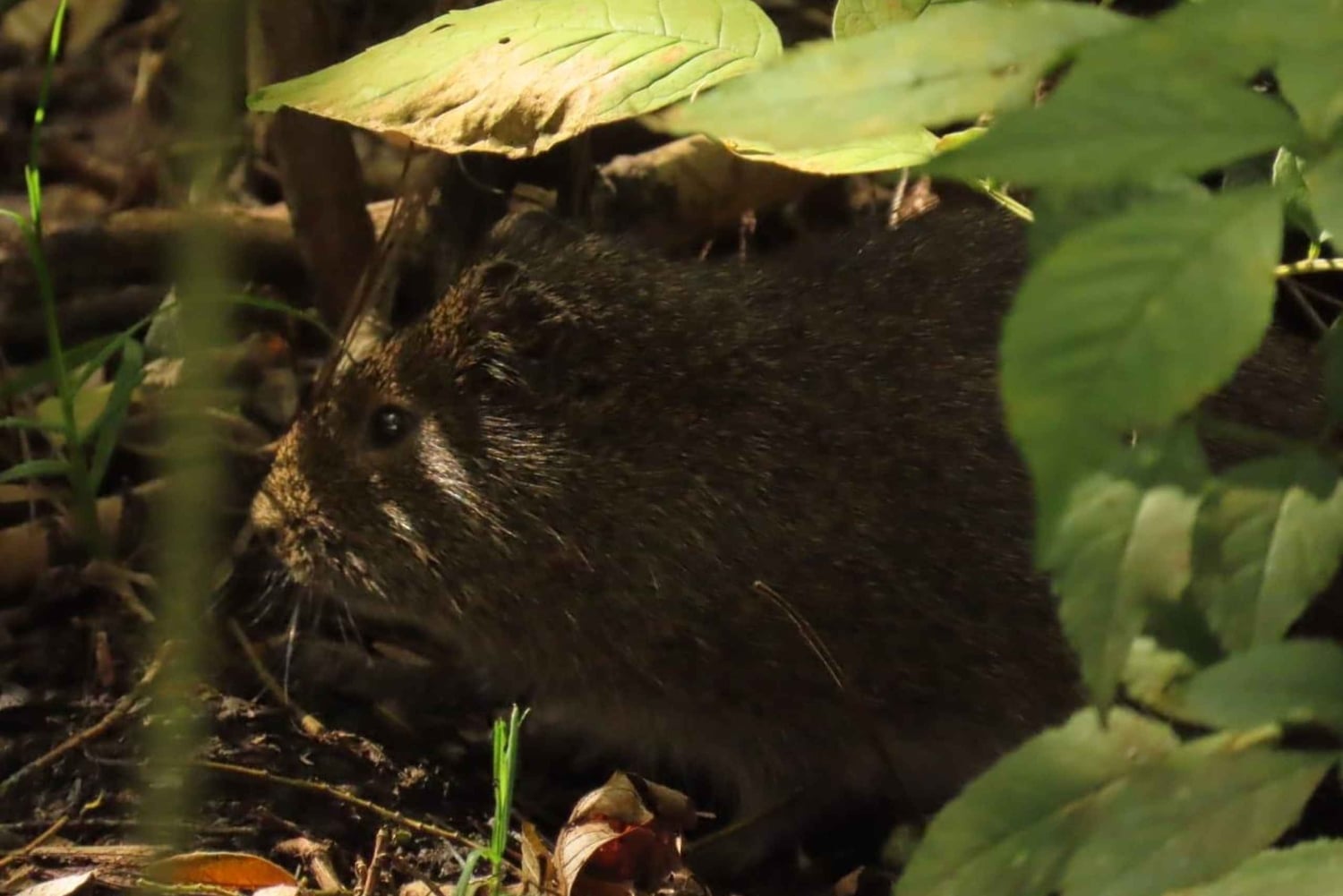 Birdwatching nelle zone umide di Bogotá con Bakata Pajarera