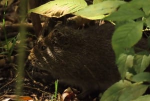 Birdwatching nelle zone umide di Bogotá con Bakata Pajarera