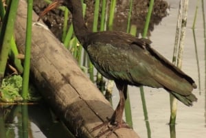 Birdwatching nelle zone umide di Bogotá con Bakata Pajarera