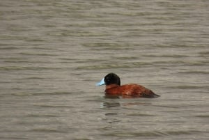 Birdwatching nelle zone umide di Bogotá con Bakata Pajarera