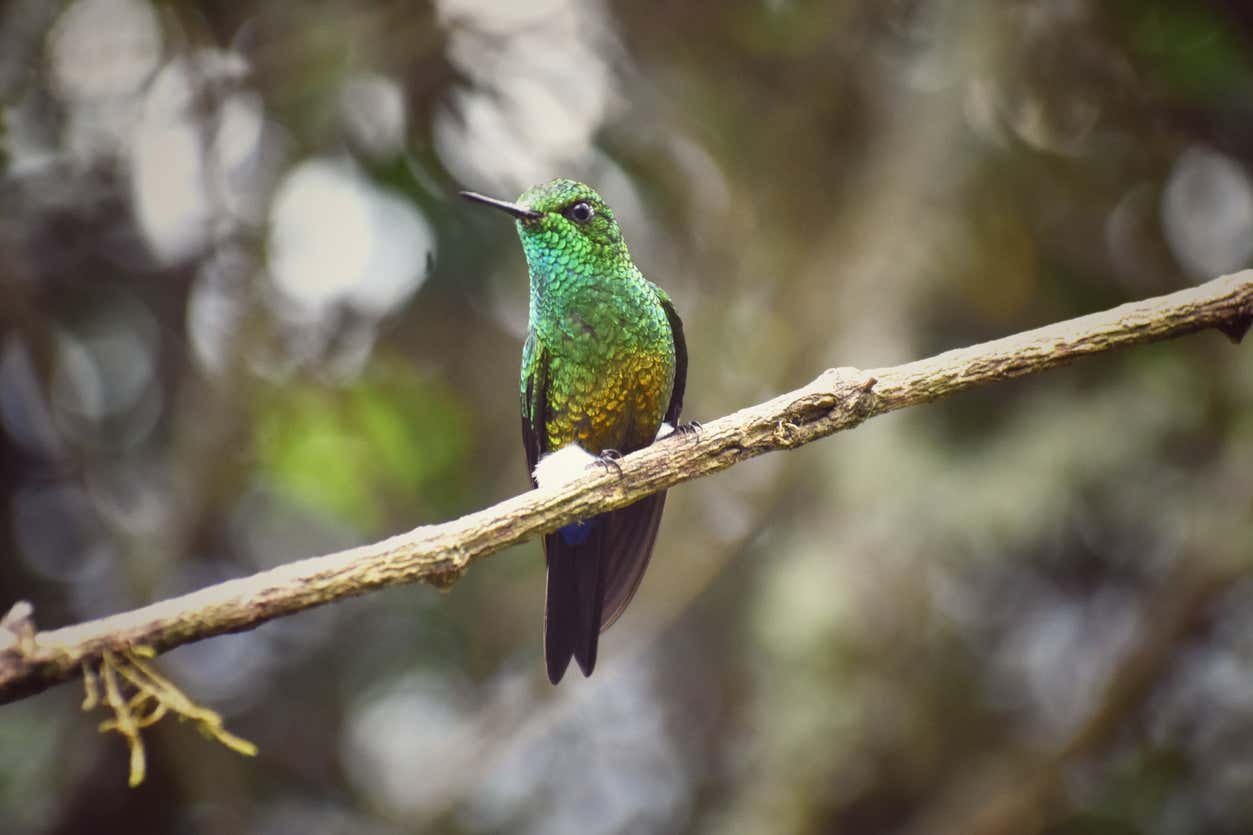 Birdwatching on Monserrate Mountain