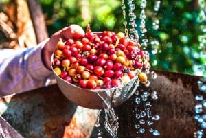 Bogota: 3-Day Culture, Coffee, and Graffiti Private Tour