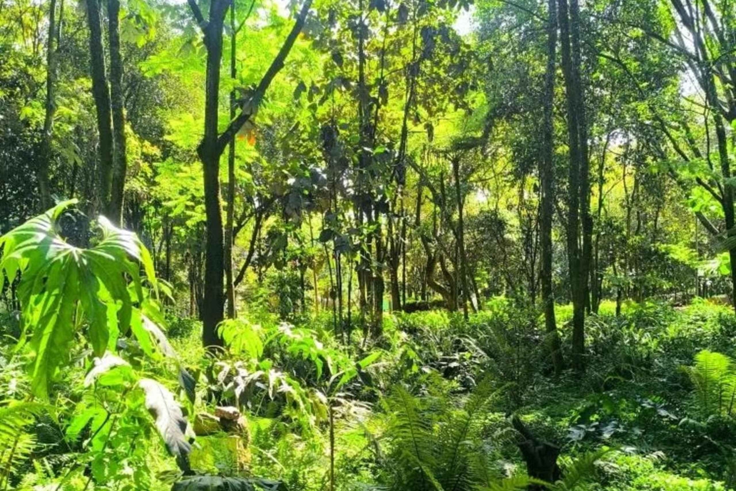 Bogotá Botanical Garden - A Sensory Journey