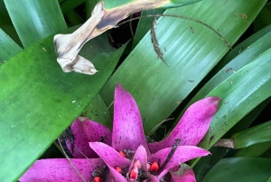 Bogotá Botanical Garden - A Sensory Journey