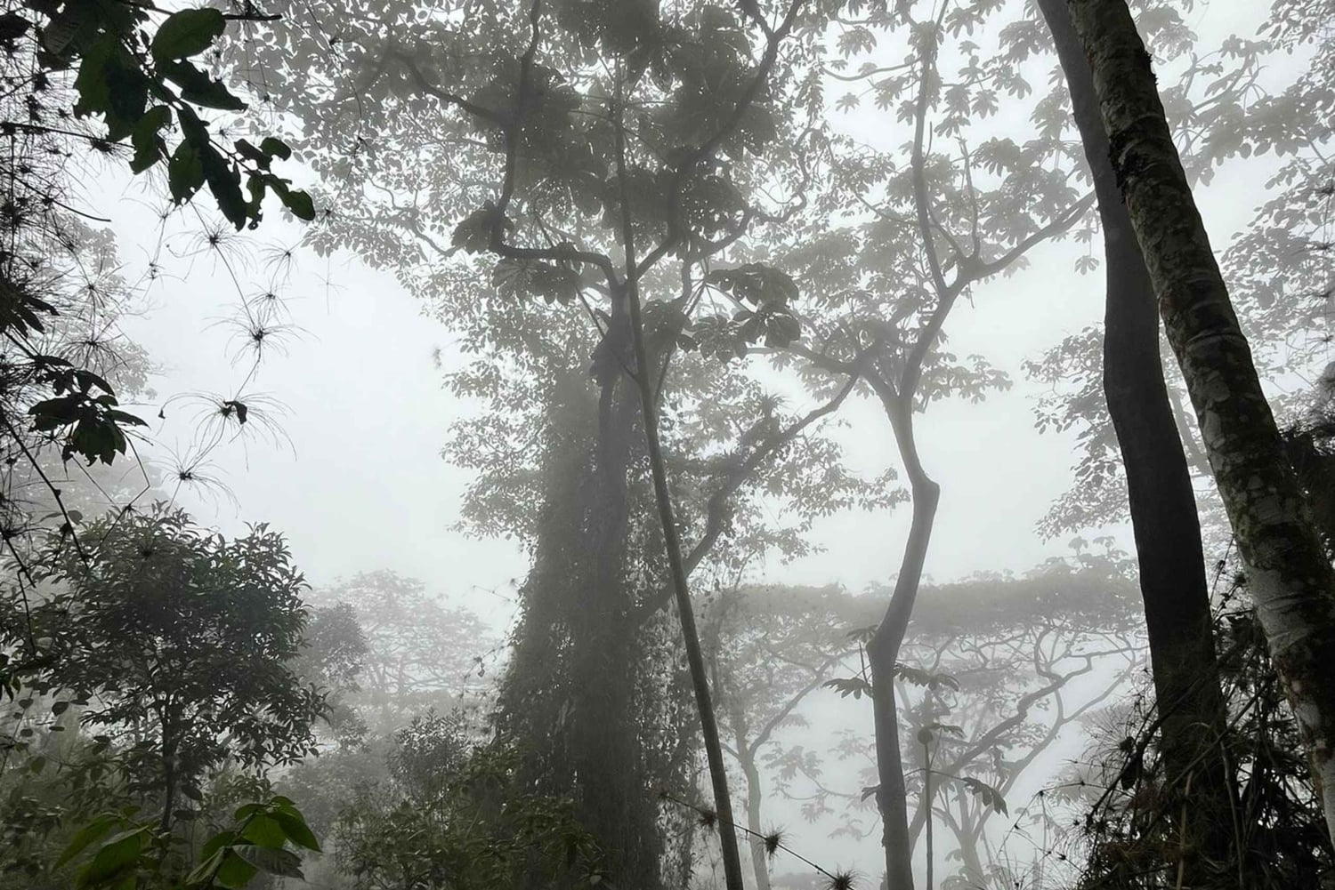 Bogota: Chicaque Cloud Forest Day Trip with Lunch