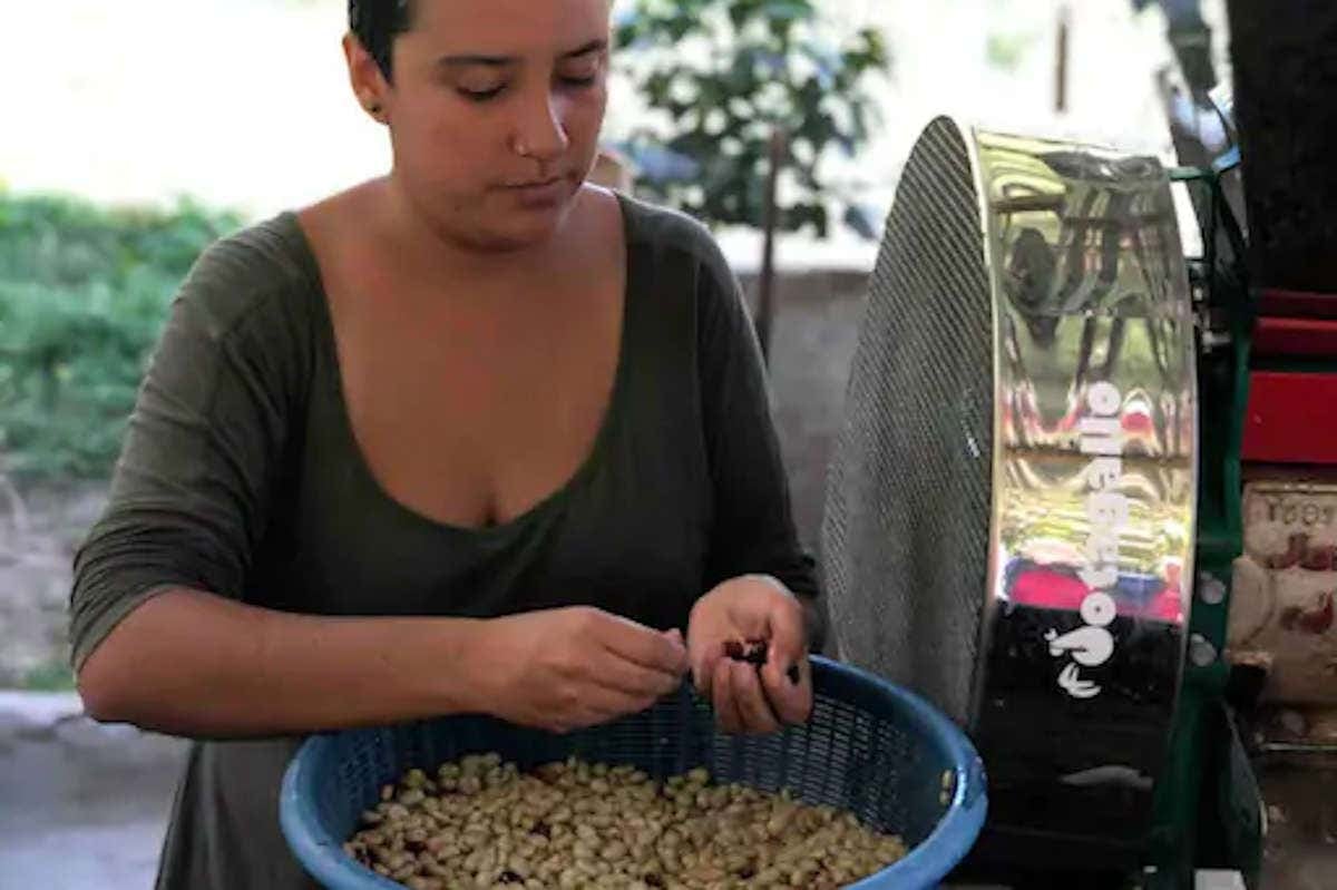 Excursión a los cafetales colombianos