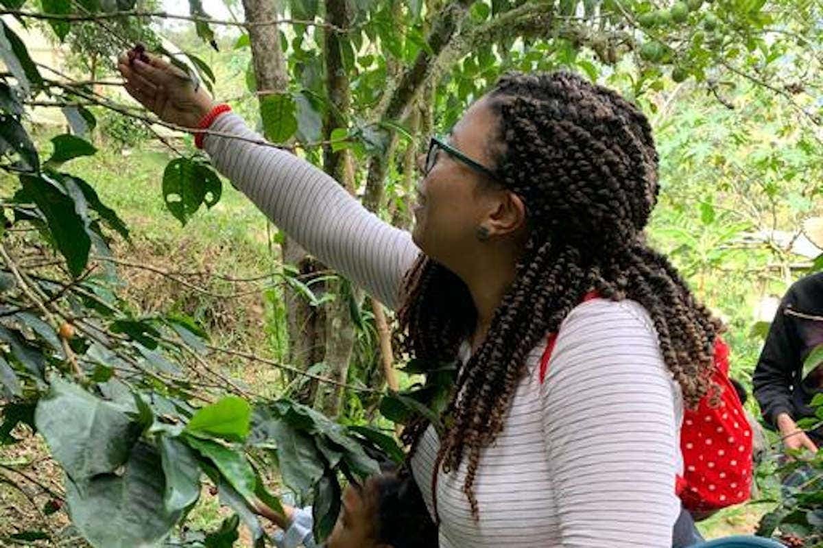 Excursão aos cafezais colombianos