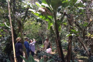 Bogotá: Colombian Coffee Tour with Farm Visit and Tastings