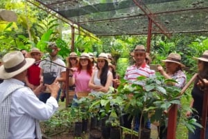 Bogotá: Colombian Coffee Tour with Farm