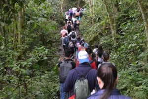 Bogota: Explore the forest and bird watching at Chicaque Natural Park
