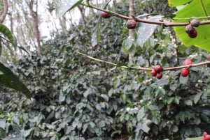 Bogotá: Guided 5-Hour Coffee Farm Tour