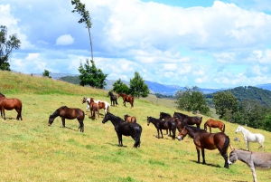 Bogota: Horseback Experience in the Andes