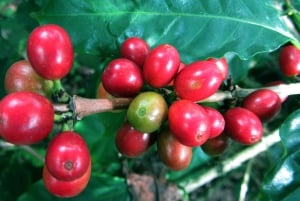 Bogotá: Privédagtocht naar de heuvel Monserrate en een koffieboerderij