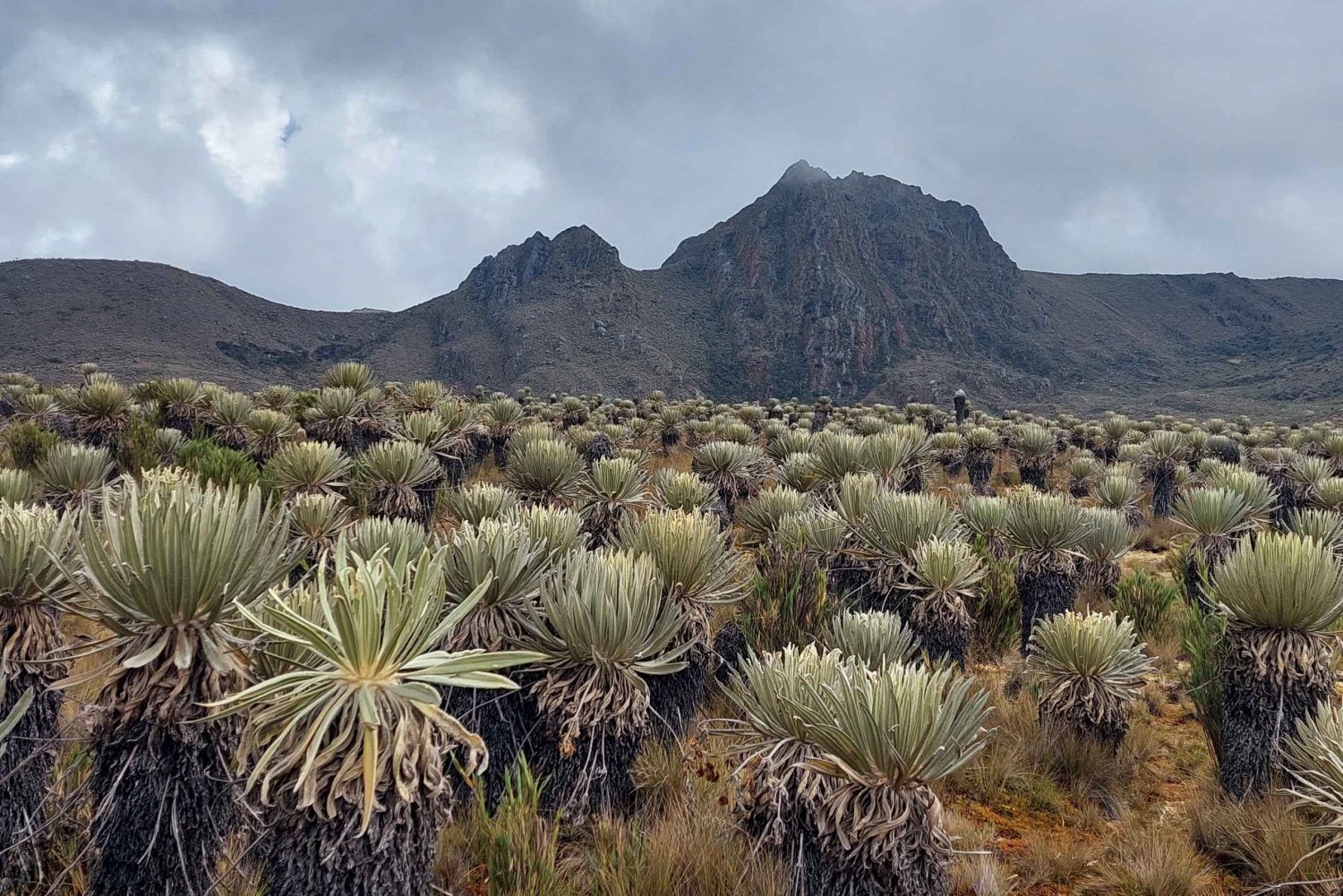 Randonnée dans le plus grand páramo du monde : Sumapaz