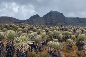 Randonnée dans le plus grand páramo du monde : Sumapaz