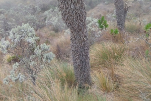 Randonnée dans le plus grand páramo du monde : Sumapaz