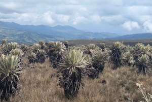 Randonnée dans le plus grand páramo du monde : Sumapaz