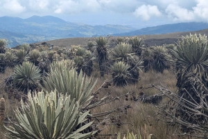 Randonnée dans le plus grand páramo du monde : Sumapaz