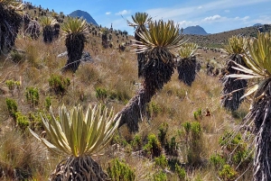 Randonnée dans le plus grand páramo du monde : Sumapaz