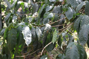 Bogotá to Hacienda Coloma Coffee Tour