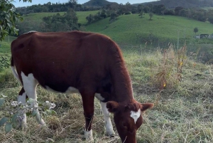 Da Bogotà: Tour guidato della laguna e del villaggio di Guatavita