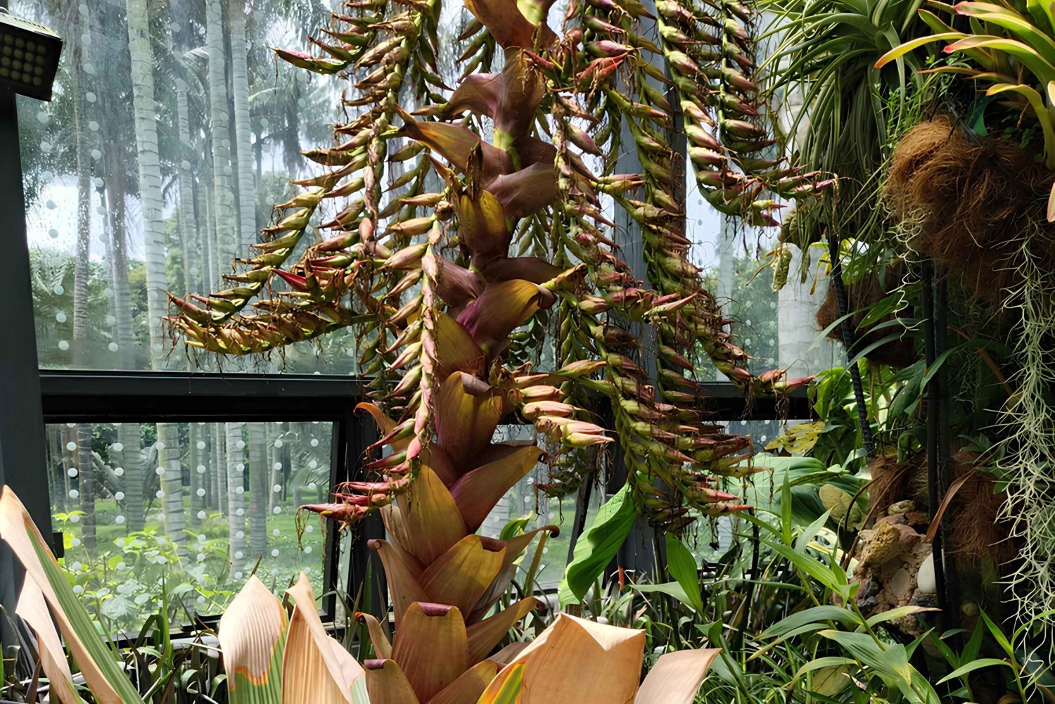 Bogotá: tour del Tropicarium e del giardino botanico