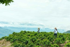 Bogotá: Visit to a Coffee Farm with lunch included
