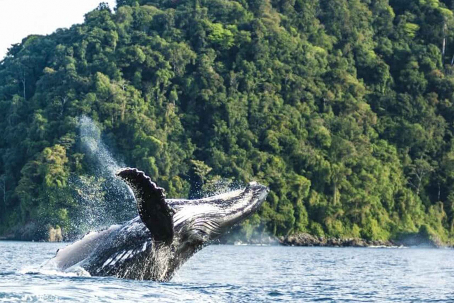 Buenaventura: Excursión de avistamiento de ballenas en la costa del Pacífico