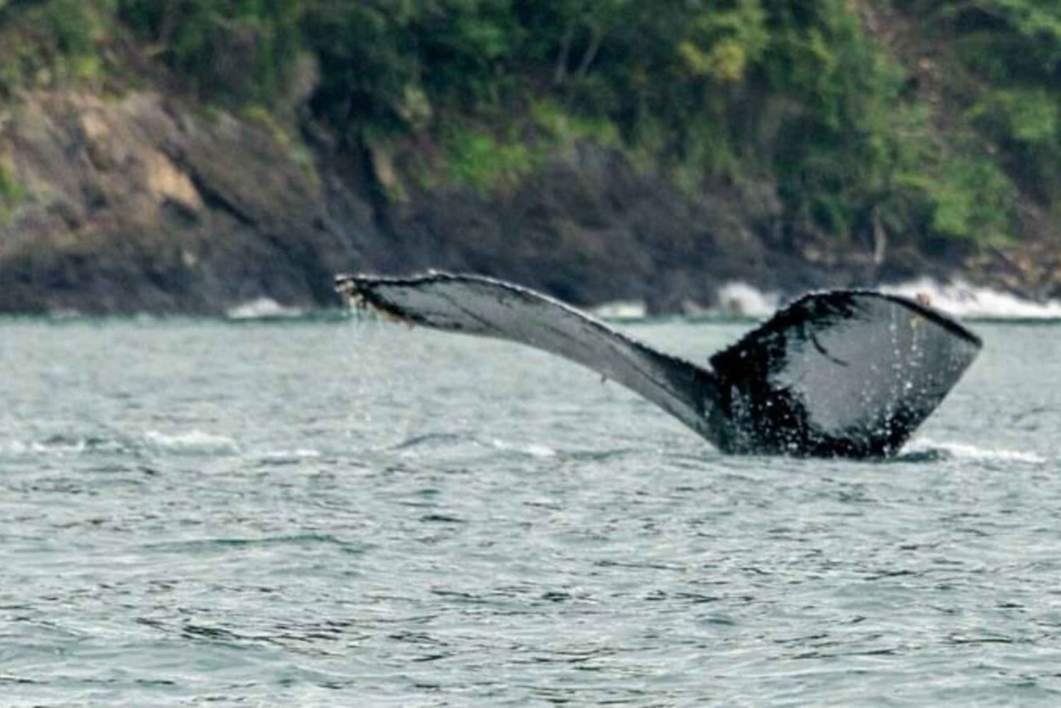 Buenaventura: Pacific Coast Whale Watching Tour