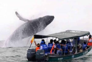 Buenaventura: Pacific Coast Whale Watching Tour