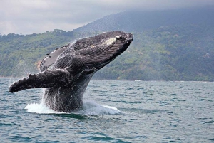 Buenaventura: Pacific Coast Whale Watching Tour