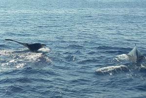 Buenaventura: Excursión de avistamiento de ballenas en la costa del Pacífico