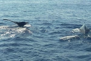 Buenaventura: excursão de observação de baleias na costa do Pacífico