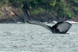 Buenaventura: Pacific Coast Whale Watching Tour