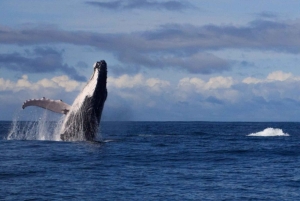 Buenaventura: Pacific Coast Whale Watching Tour