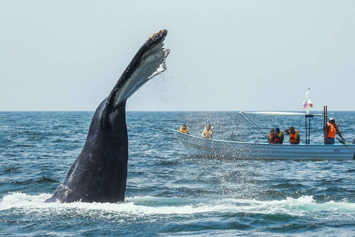 Buenaventura: Viaje de observación de ballenas con pernoctación