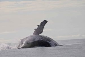 Buenaventura: Viaje de observación de ballenas con pernoctación