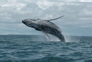 Buenaventura: Whale Watching Trip with Overnight Stay