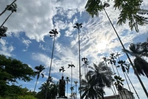 Buga: Städtetour und Besuch der Basilika Señor de los Milagros