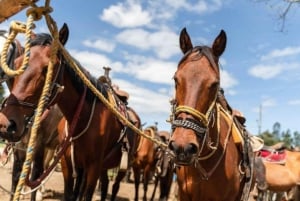 Copacabana Horseback Ride ALL INCLUSIVE - Medellín