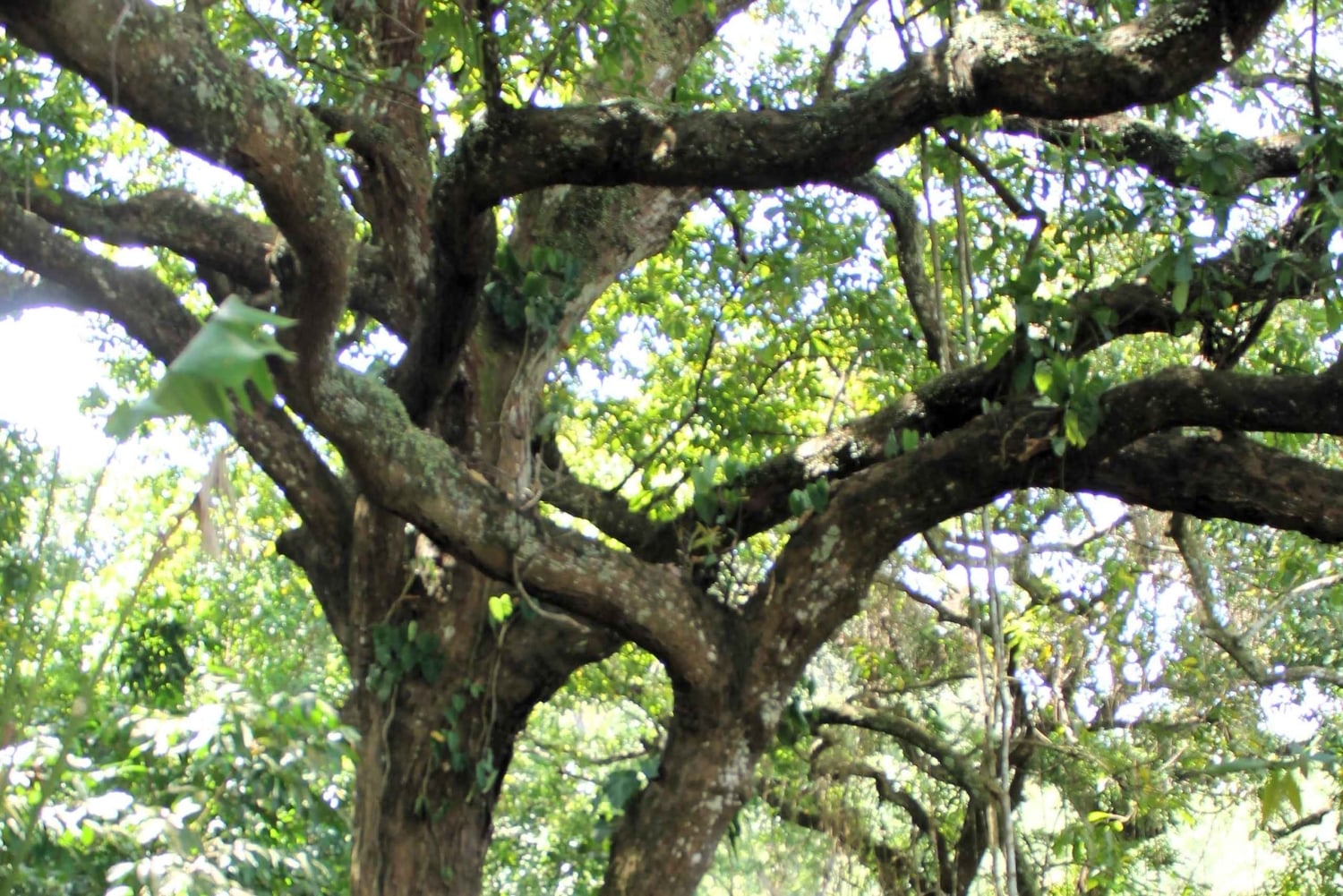 Tour dell'esperienza del cacao