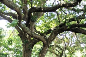 Tour dell'esperienza del cacao