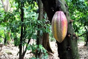 Tour dell'esperienza del cacao