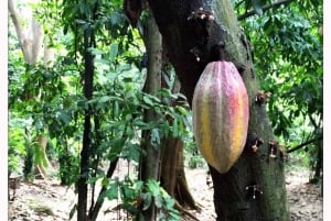 Cacao Experience Tour