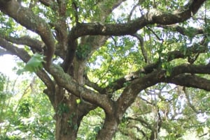 Cacao Experience Tour