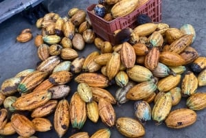 Cacao Experience Tour