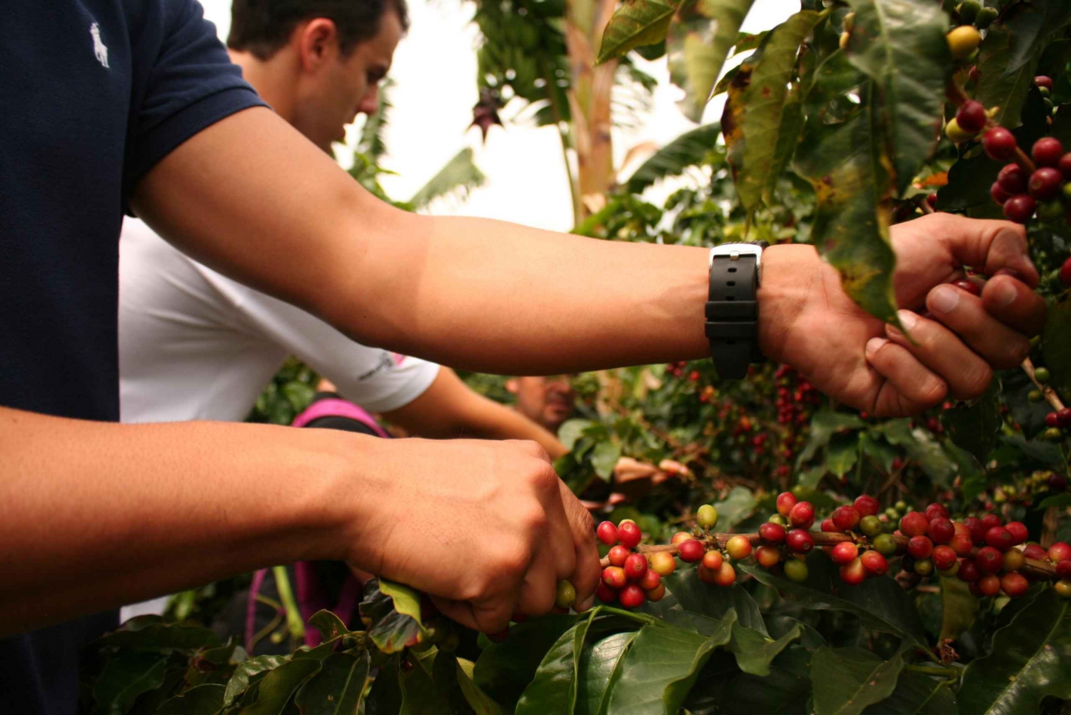 Cali: Authentic Coffee Tour Experience