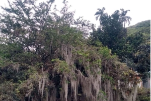 Cali: Cali River Waterfall und Great River Pools Tour